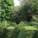 Buis Topiaire Nymans